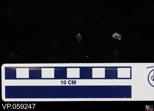 Vertebrata