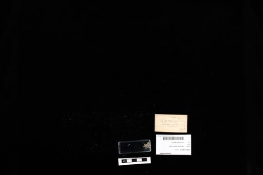 Gekkonidae
