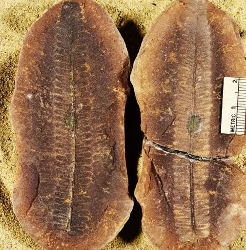 Pecopteris