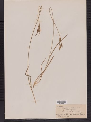 Carex