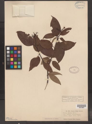 Cornus amomum