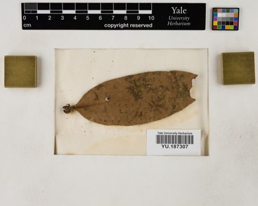Plantae