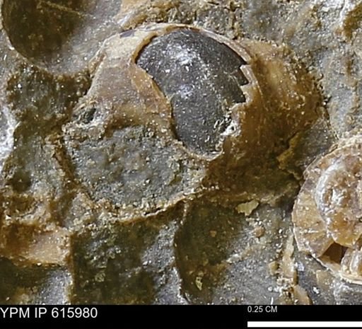 Drepanochilus sp.