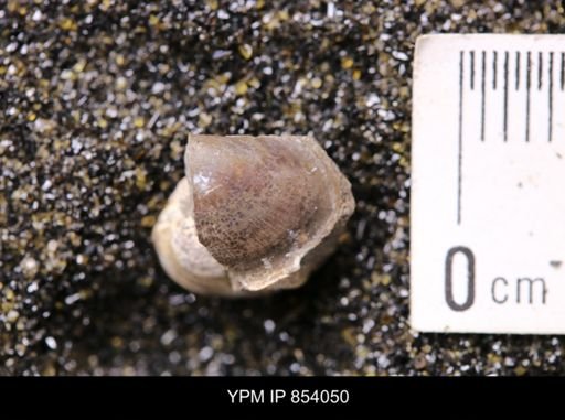 Limopsis striatopunctatus