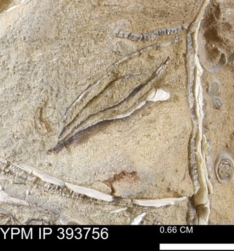 undet. Mollusca