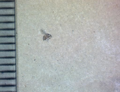 undet. Brachycera