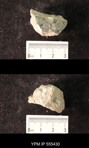 Spirifer cameratus