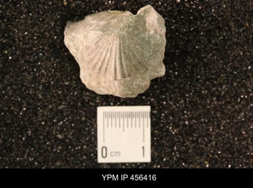 Platystrophia biforata