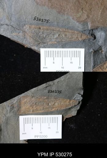 Eoconularia?