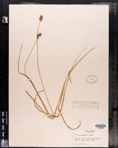 Carex bebbii