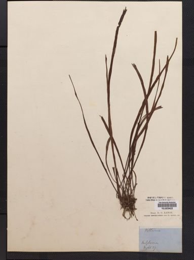 Vittaria