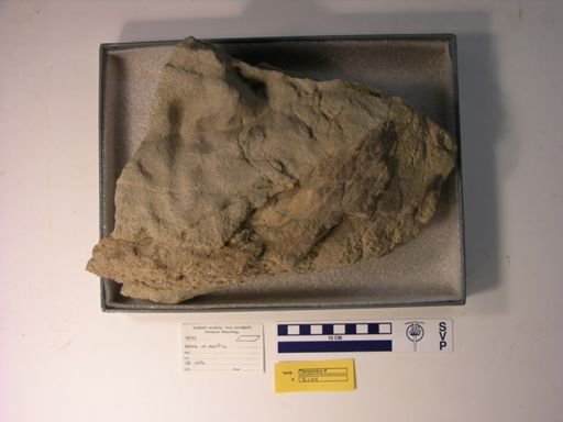 Sauropelta edwardsi