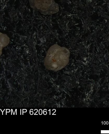 undet. Foraminiferida