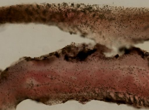 Chondrilla nucula