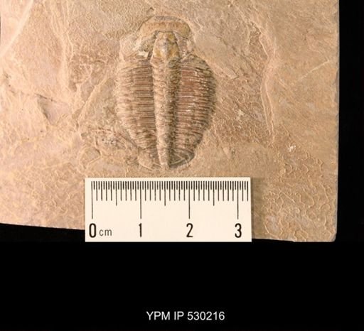 Elrathia kingi