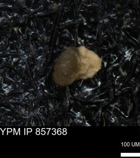 undet. Foraminiferida