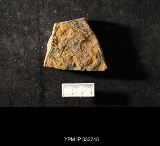 Dendrocystites sedgwicki