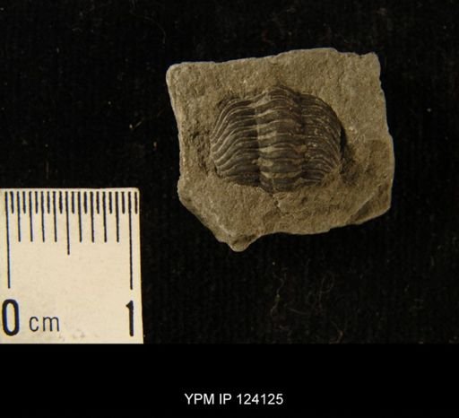 Phacops rana