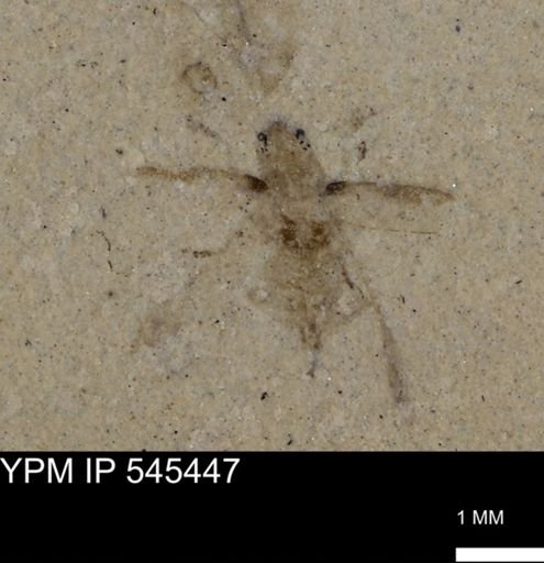 Coleoptera?