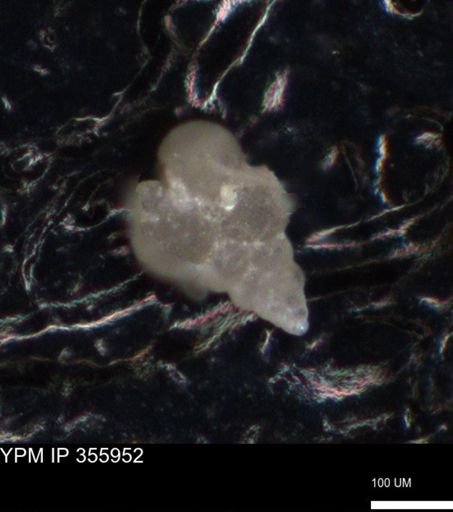 undet. Foraminiferida