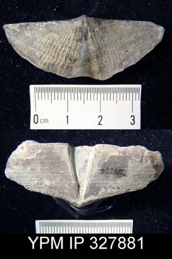 Mediospirifer sp.