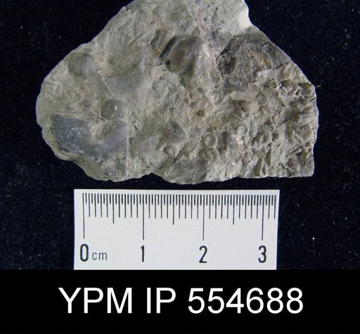 Hyattidina congesta junea