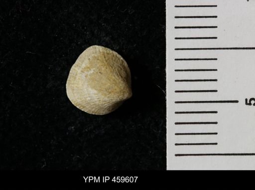 Rhipidomella carbonaria