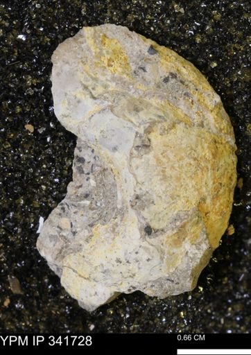 Scaphites sp.