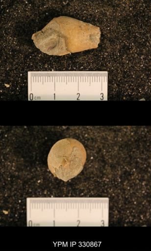 Meekospira peracuta choctawensis