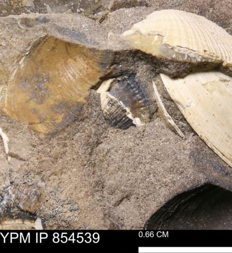 Limopsis? striatopunctatus