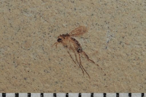 undet. Mycetophilidae