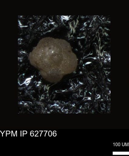 undet. Foraminiferida
