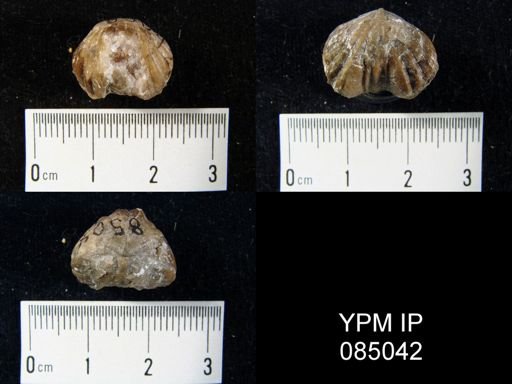 Camarotoechia borealis