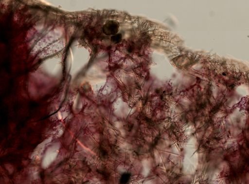 Myxilla incrustans