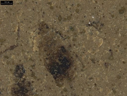 Auchenorrhyncha?