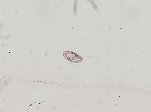Plagiostomum whitmani