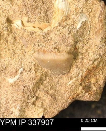 undet. Bivalvia