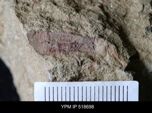 Echinodermata?