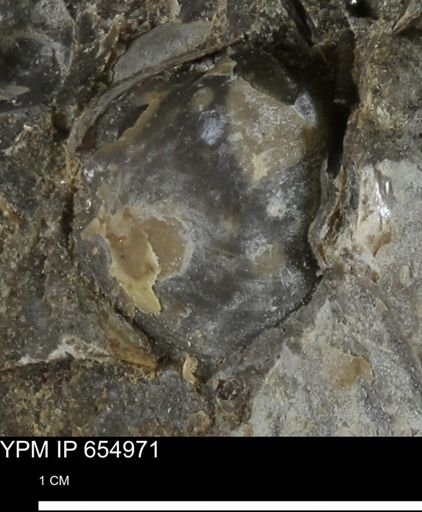 Protocardia sp.