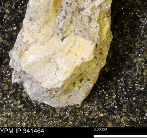 Scaphites sp.