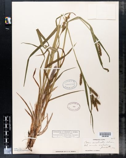 Carex scabrata