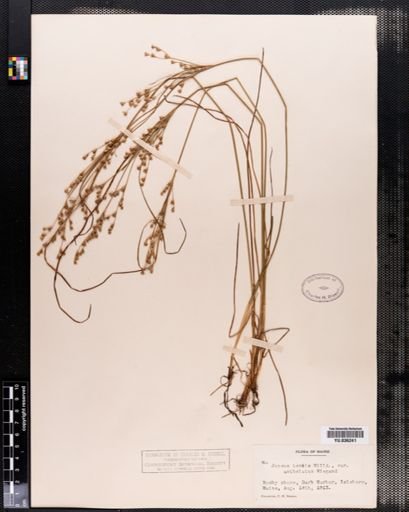 Juncus tenuis