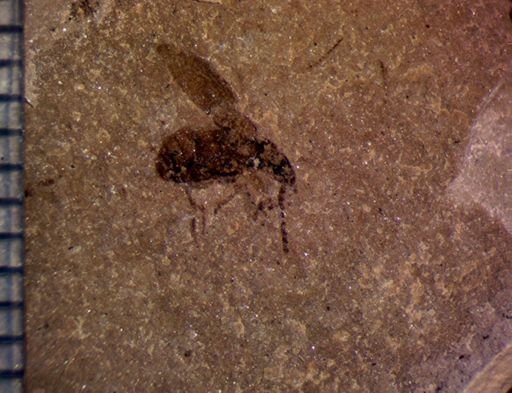 undet. Coleoptera