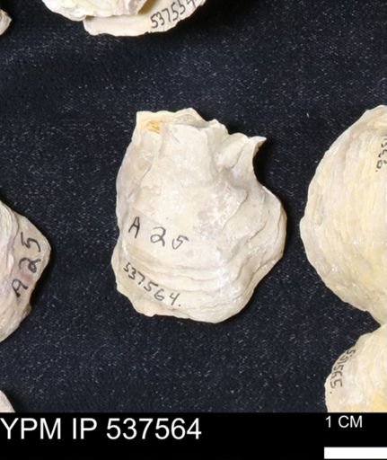 Gryphaea mucronata