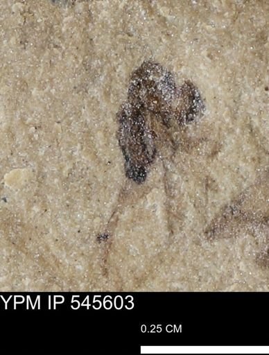 undet. Insecta