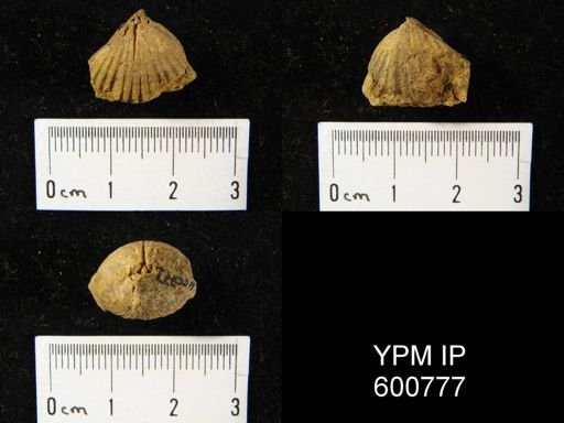 Camarotoechia sp.