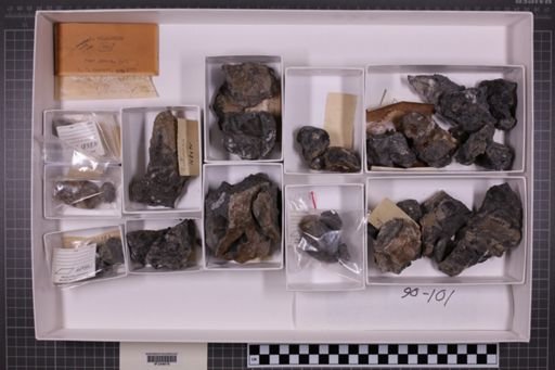 mixed taxa, stratigraphic collection