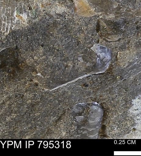 undet. Bivalvia