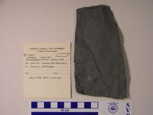 Lataspis brevicornis