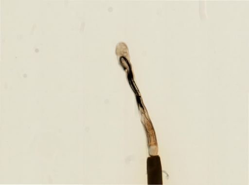Myopsida